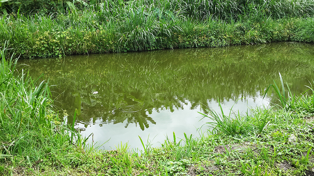 Community fish pond representing BASU aquaculture activity