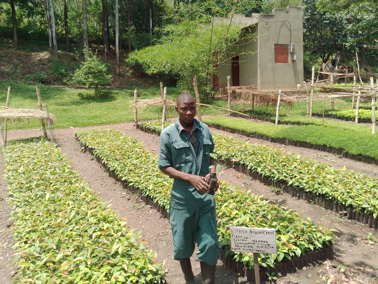 Tree nursery supporting BASU climate resilience and livelihood programs