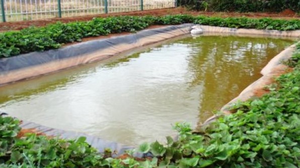 Community aquaculture pond excavation & harvest