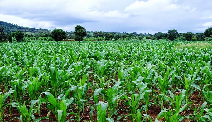 Maize field representing BASU agricultural value addition programs